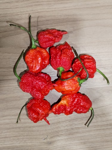 Semi peperoncino - semi, di
