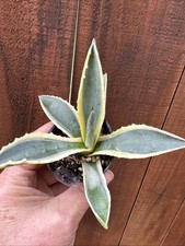 Americana Agave Variegata