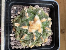 Ariocarpus fi suratus, Own Root, 6 cm, 8 cm Pot, Not Copiapoa, Aztekium