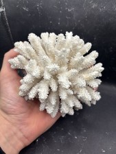 Corallo, Filippine. 13cm x