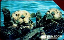 G 844 C&C 2913 USED ANIMAL