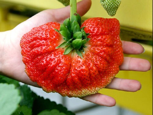 Fragola gigante palma semi - fragola,