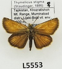 Hesperiidae, Thymelicus