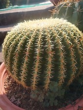 Echinocactus Grusonii Brevispinus  Big Vaso 40cm