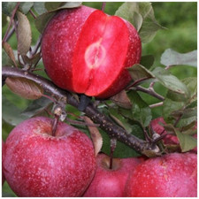 MELO POLPA ROSSA RED PIANTA 2 ANNI 1,2-1,5 MT FITOCELLA BALLOT