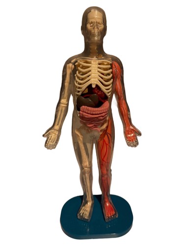 Smartlab modello anatomico - smartlab,