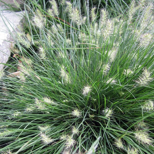 Pennisetum nano ottimo - pennisetum,