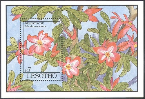 Lesotho 1993 rosa - 1993, del