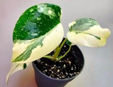 Bellissima crema Monstera Thai