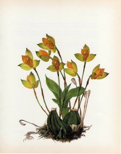 Stampa botanica vintage