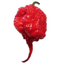 Carolina Reaper F1 Hybrid