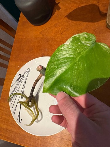 Monstera deliciosa albo - monstera,