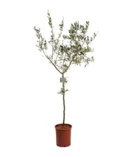 Ulivo Olivo mensa olio "Olea