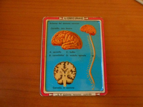 Gadget corpo umano - corpo,