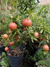 Pianta Melograno nano per