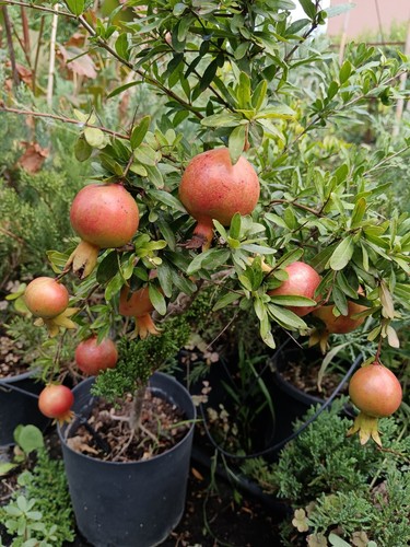 Pianta melograno nano per - nano,