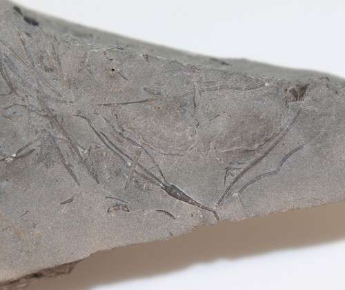 Crinoide homocrinus parvus - crinoide,,