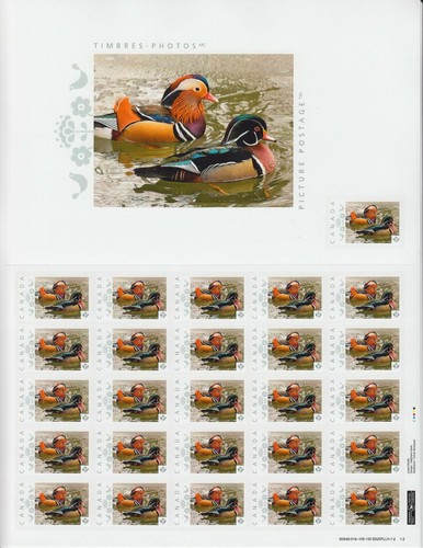 Mandarin ducks foglio - ducks,