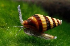 LUMACA KILLER ANENTOME HELENA