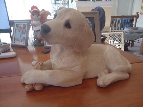 Sandicast labrador retriever - sandicast,