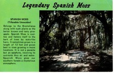 Cartolina d'epoca - Muschio