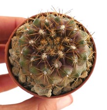 Copiapoa serpentisulcata 61E77 - Copiapoa di serpente | Copiapoa pelle di serpente