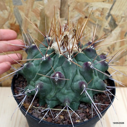 Thelocactus rinconensis vaso - thelocactus,