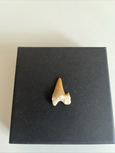Fossili dente di squalo - *,
