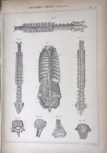 Stampa antica incisione - stampa,