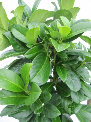 Ciliegia alloro alto - , fusto