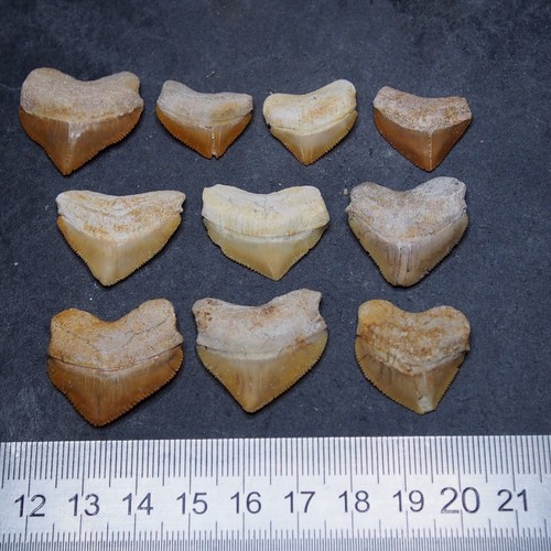 Pezzi denti fossili di - 10,