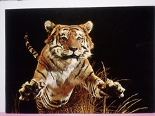 Tassidermia tigre del Bengala Smithsonian museo nazionale storia naturale 