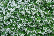 Pianta di Rhyncospermum falso