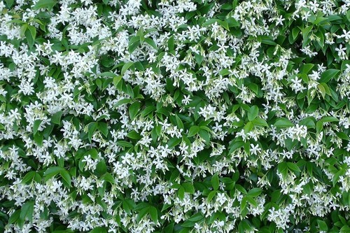 Pianta rhyncospermum falso - rhyncospermum,