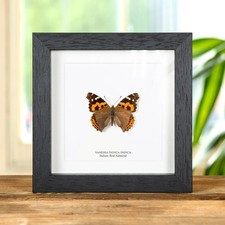 Indian Red Admiral Butterfly