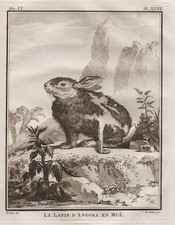 Incisione animali con - incisione,