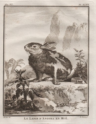 Incisione animali con - animali,