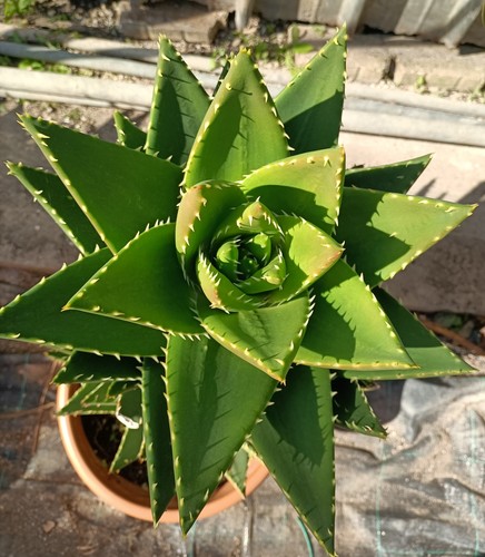 Pianta aloe mitriformis 26 - aloe,