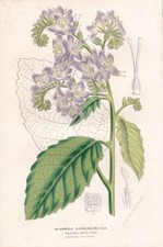 Caracus Wigandia California