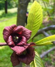 Asimina triloba | Pawpaw | Indiana banana - Dreilappige Papau | Indianerbanane