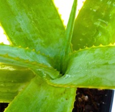 Aloe maroclada SEEDS -  - SEMI