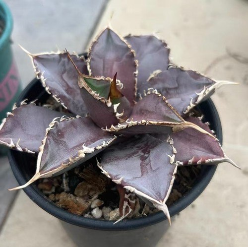 Rare cacti succulentlive agave - rare,