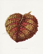 GESNERA CINABARINA Antique