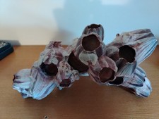 Blocco CIRRIPEDI ROSA