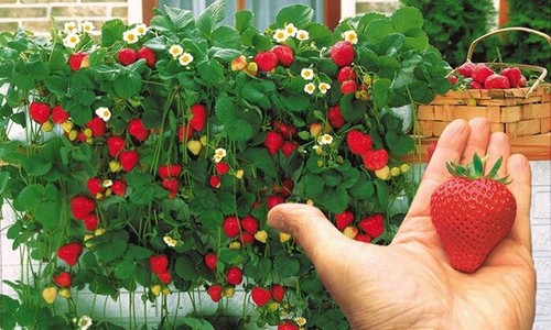 Semi sementi fragola - semi,