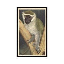 Tantalus Makako 1940 Verkade's