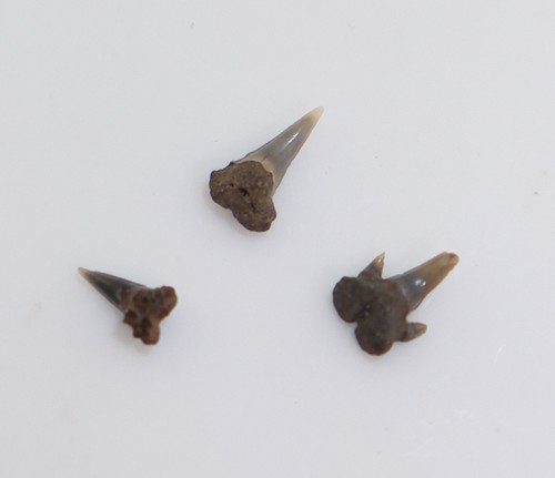 Dente squalo pachysclium - dente,