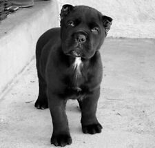 Cucciolo PITBULL DOGO Canario Cane Corso - DECORAZIONE CASA POSTER QUADRO FOTO