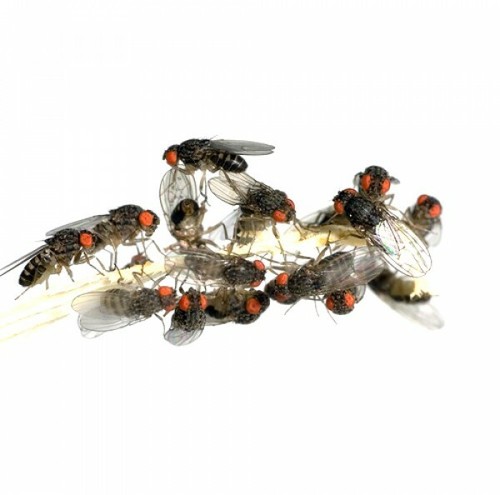 Drosophile hydei vive per - drosophile,