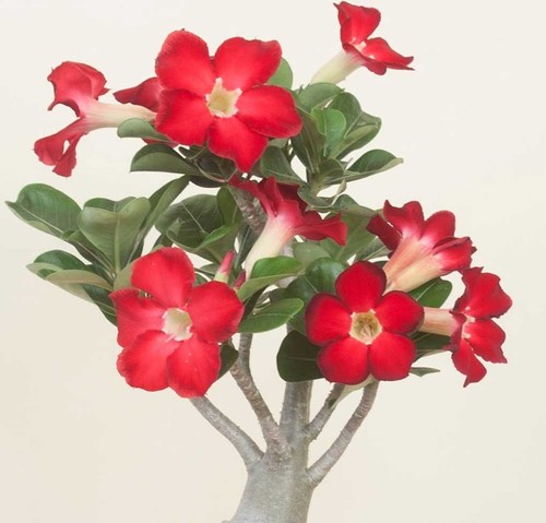 Pianta adenium rosso o - di,